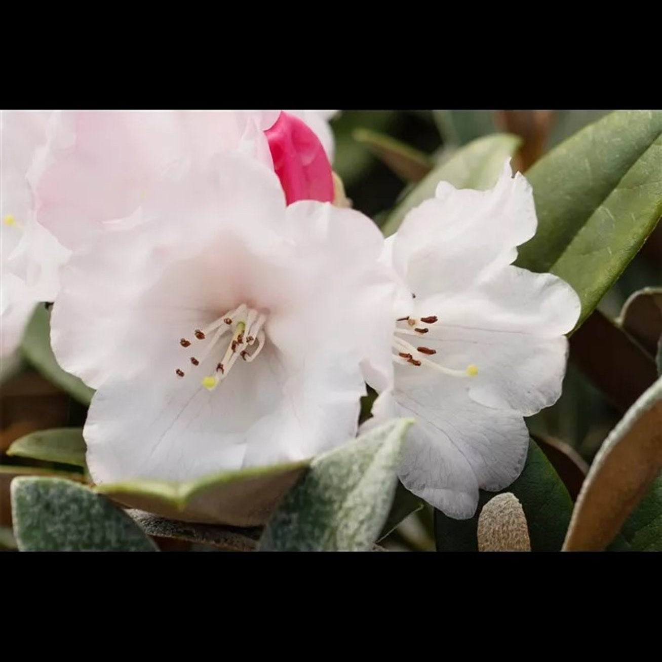 Rhododendron – Rhododendron (Y); 'Queen Bee' - C5 30-40 CM